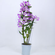 Dendrobium Orquídea - Malva